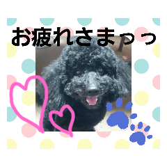 [LINEスタンプ] わんこの響輝くん③