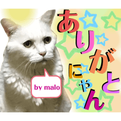 [LINEスタンプ] 白猫とろとまろ