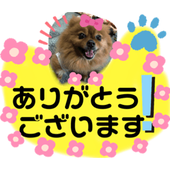 [LINEスタンプ] ポメラニアン姫ちゃん ⑧
