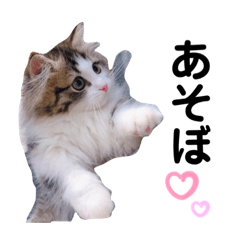 [LINEスタンプ] むぅ汰スタンプ
