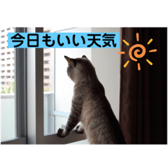 [LINEスタンプ] ほのぼのひよちゃん