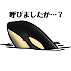 [LINEスタンプ] 癒し系シャチ君