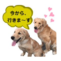 [LINEスタンプ] ゴールデンレトリバーの姫と雛 3
