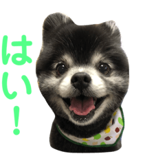 [LINEスタンプ] 黒ポメのポンタくん6