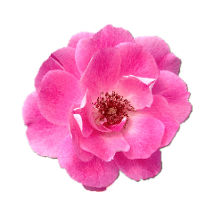 [LINEスタンプ] バラの花だけ