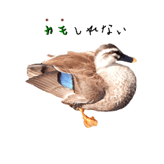 [LINEスタンプ] きょんのスタンプ(カルガモ)