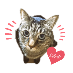 [LINEスタンプ] グデグデにゃんこ