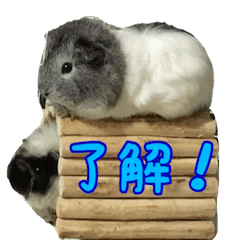 [LINEスタンプ] モルモットのモルシと仲間たち