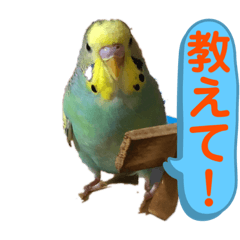 [LINEスタンプ] 癒しのインコ☆ピチャ