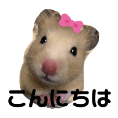 [LINEスタンプ] キンクマもなかの丁寧なあいさつ