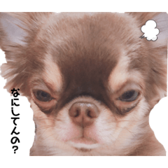 [LINEスタンプ] ココとルゥ②