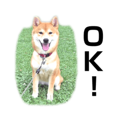 [LINEスタンプ] 毎日あんずスタンプ3
