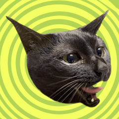 [LINEスタンプ] 黒猫かんべの変顔祭り＋ご近所猫さん