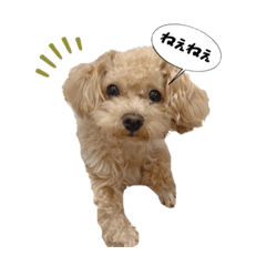 [LINEスタンプ] 愛しのとらのすけスタンプ