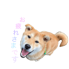 [LINEスタンプ] 垂れ耳柴犬天征
