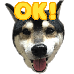 [LINEスタンプ] 《第1弾》黒柴とらのスタンプ