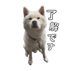 [LINEスタンプ] 秋田犬のツナくん