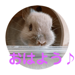 [LINEスタンプ] うさぎのごまちゃんの日常あいさつ