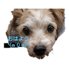 [LINEスタンプ] わんこ ちび＆チェリー7