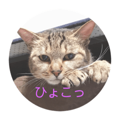 [LINEスタンプ] トラ猫親子の日常スタンプ