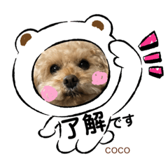 [LINEスタンプ] トイ・プードルCOCO