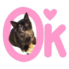 [LINEスタンプ] 保護猫ルナの日常#2