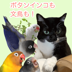 [LINEスタンプ] 鳥＆猫スタンプ第3弾  お仕事＆敬語