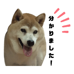 [LINEスタンプ] 柴犬わんわん1