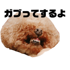 [LINEスタンプ] こっちゃんのかわいいスタンプ