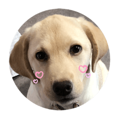 [LINEスタンプ] ラブラドール♡ララ♡
