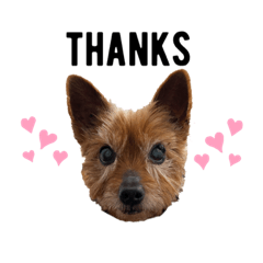 [LINEスタンプ] ヨーキーのみるくくん