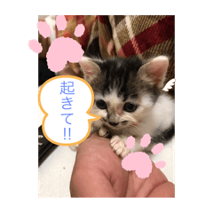 [LINEスタンプ] みんととよもぎ