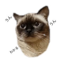 [LINEスタンプ] れん   りゅう   ぶっさ   の毎日