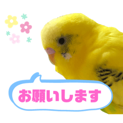 [LINEスタンプ] 癒されインコのかわいいスタンプ②