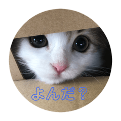 [LINEスタンプ] スコティッシュフォールドききちゃん•ω•