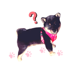 [LINEスタンプ] 黒豆柴のゆずちゃん。