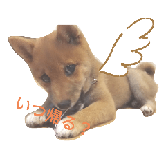 [LINEスタンプ] 豆柴garu
