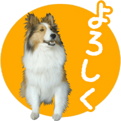 [LINEスタンプ] シェルティーももちゃんの実写スタンプ