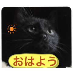 [LINEスタンプ] 僕、ぎん太君です