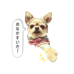 [LINEスタンプ] ヨーキー x チワワ