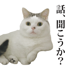 [LINEスタンプ] 短足猫スワ先輩の日常