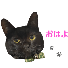[LINEスタンプ] 黒猫_1