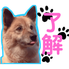 [LINEスタンプ] 安岡家の動物たち②