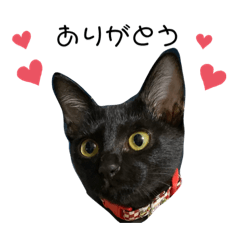 [LINEスタンプ] 黒猫のココ