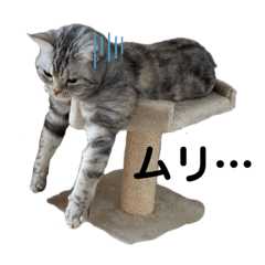 [LINEスタンプ] ねこたちの生活
