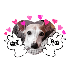 [LINEスタンプ] イタリアングレイハウンド れお君 4