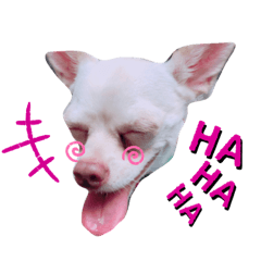 [LINEスタンプ] チワワのWILLくん♪