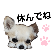 [LINEスタンプ] キキたんず17(くぅとねねも一緒)