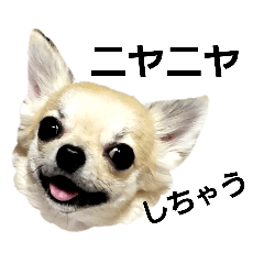 [LINEスタンプ] キキたんず18(くぅと一緒だよ)