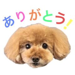 [LINEスタンプ] アポロちゃん2